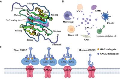 CXCL5: A coachman to drive cancer progression